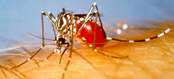 dengue.jpg